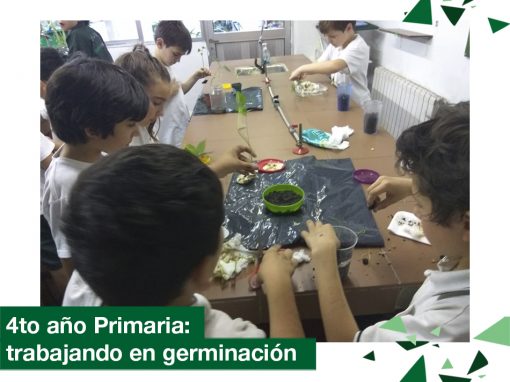 2018: 4to año Primaria trabajando en germinación