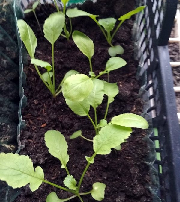 Huerta Hidropónica: continuamos trabajando.