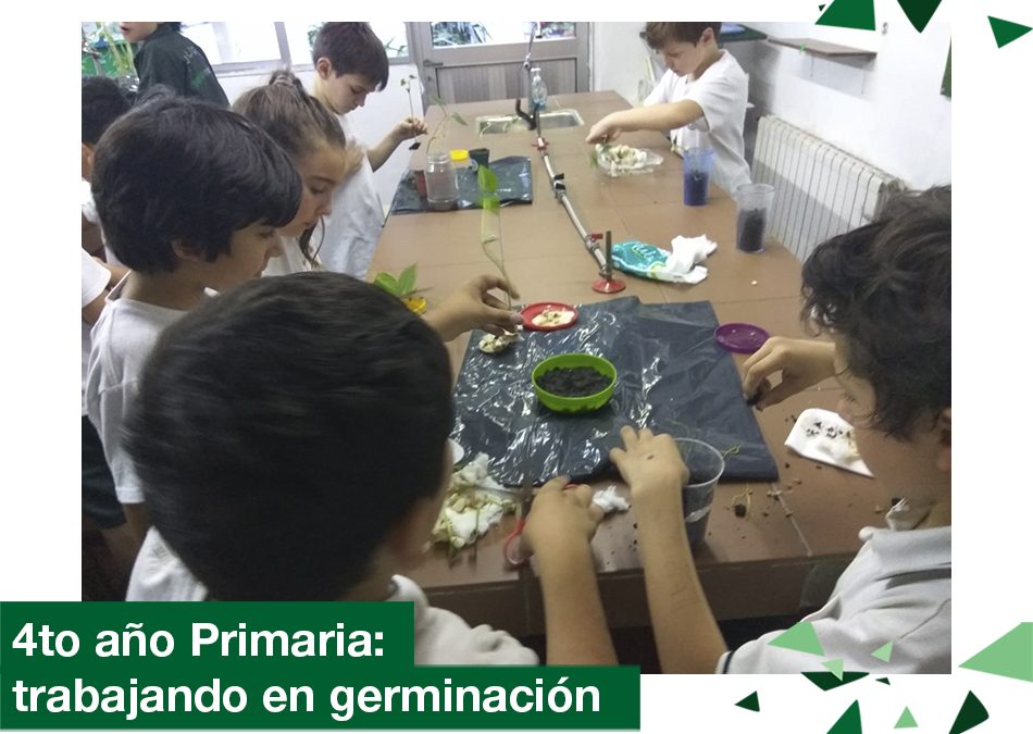 2018: 4to año Primaria trabajando en germinación