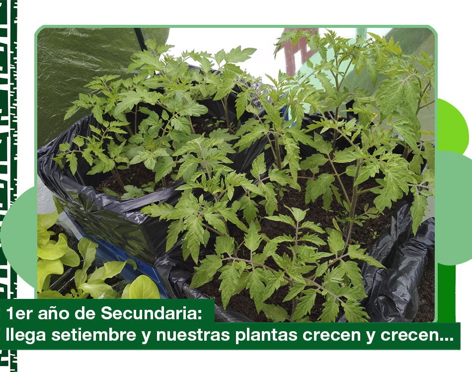 Setiembre 2019. Nuestras plantas crecen y crecen…