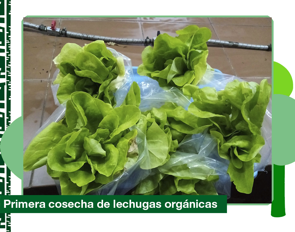 2019: Taller de huerta orgánica, primera cosecha de lechugas