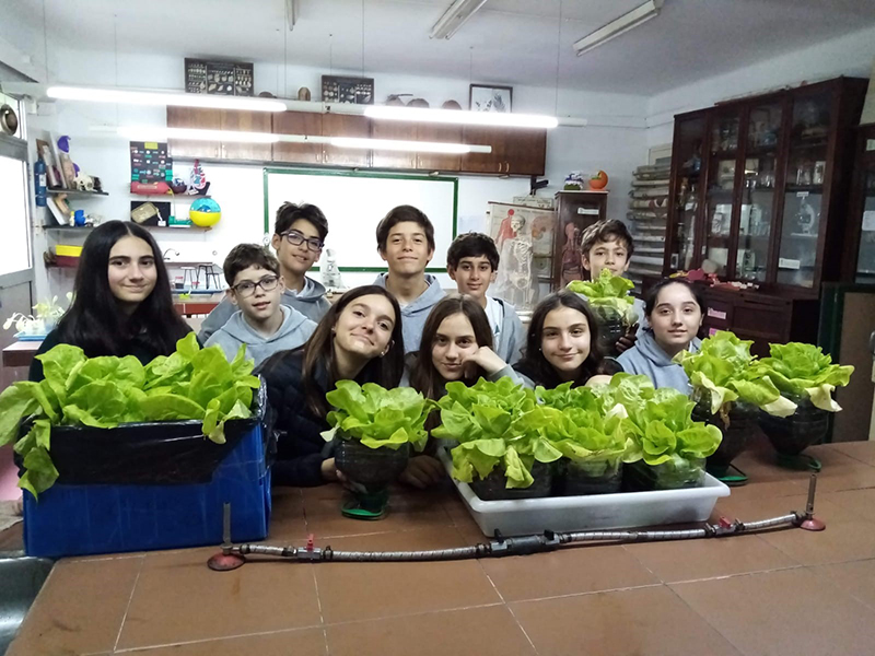 Primera cosecha de lechugas orgánicas.