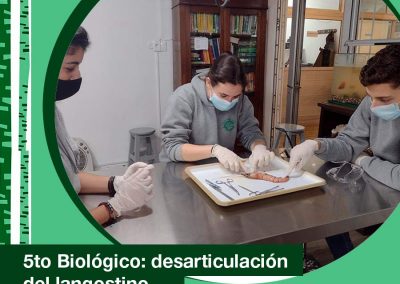 2021. 5to Biológico: desarticulación de un langostino.