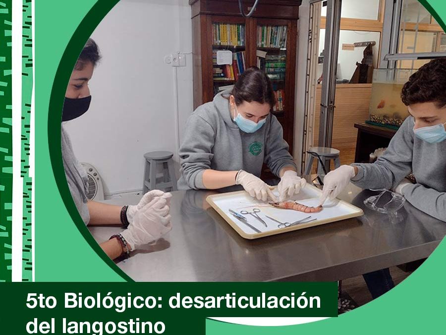 2021. 5to Biológico: desarticulación de un langostino.